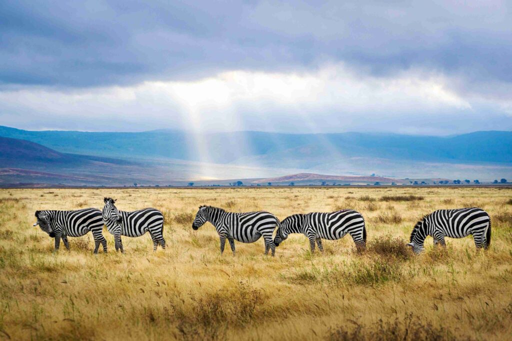 destination management company germany